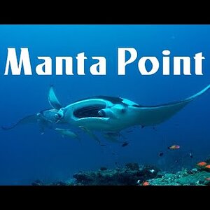 Manta Point Maldive 2004