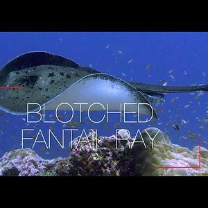 Blotched Fantail Ray at a Cleaning Station