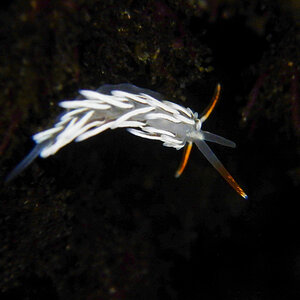 British Columbia Aeolid (Catriona columbiana)