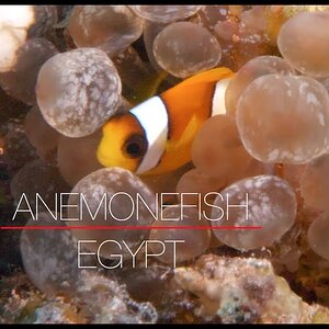 Anemonefish of the Red Sea