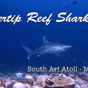 Silvertip Reef Sharks Cleaning Station - Maldives