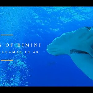 Sharks of Bimini in 4K