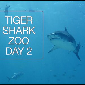 Tiger Shark Zoo  - Day 2