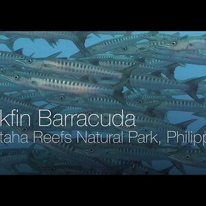 Blackfin Barracuda - Tubbataha