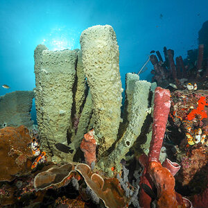 Sponges-002.jpg