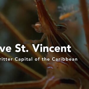 Critter Capital of the Caribbean