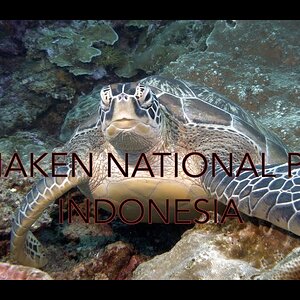 Bunaken National Park Turtles