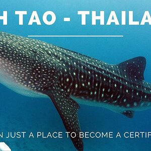 Koh Tao: The Best Reason to Visit Thailand's #1 Dive Spot!