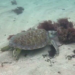 Green Sea Turtle Eating Red Algae at Lauderdale by the Sea