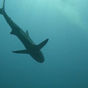 Reef Shark (Belize)