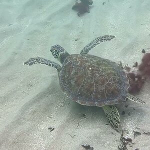 Green Sea Turtle At Lauderdale By The Sea