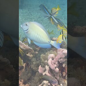Doctorfish Hoping For a Cleaning By Juvenile Porkfish at Blue Heron Bridge
