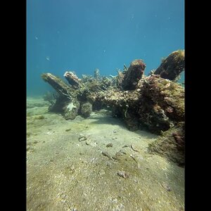 Swimming West Along Erojacks Artificial Reef In Dania Beach Florida.