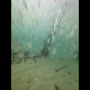 Lookdowns and Moonfish Under the Anglin Pier In Lauderdale By The Sea