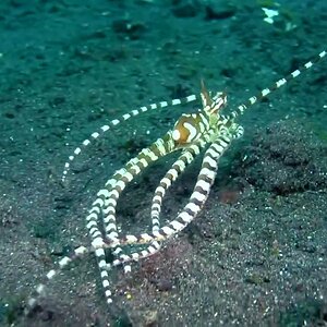 Underwater Wonders, the Wunderpus Octopus