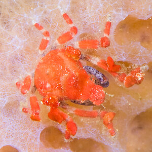 Southern teardrop crab