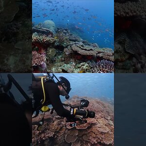 Turtley Scenes 🤩 Lighting with D950V High CRI Underwater Video Dive Light.