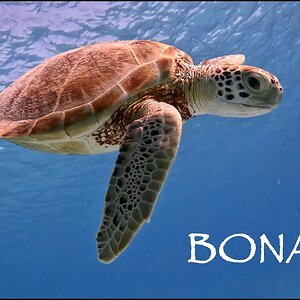 BONAIRE | 2023 Marine Biodiversity Expedition  (4k)