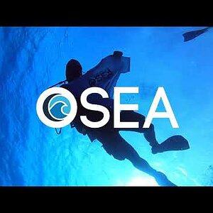 Dive With OSEA Today in Cozumel!