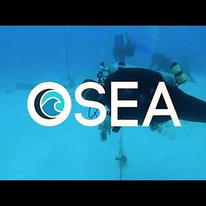 Dive with Bull Sharks! - OSEA Scuba Diving in Cozumel