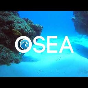 OSEA Scuba Diving in Cozumel!