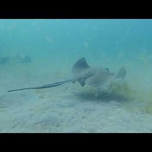 Diving LSM Wreck and Baby Cargo in 4K off Indian Shores beach, FL