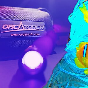 Red Sea Night Dive With OrcaTorch D530 UV to discover more surprising creatures and colorful underwater worlds.🤩