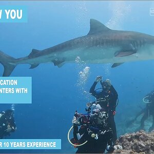 Guaranteed Tiger Shark close Encounter | Fuvahmulah | Maldives