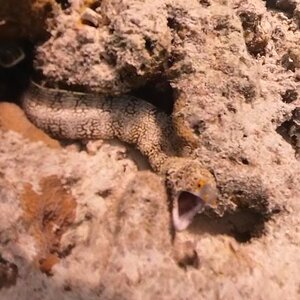 Snowflake or Clouded Moray Eel