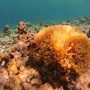 Anemone fish - shark in distance.jpg