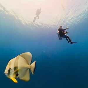 Batfish at safety stop 1.jpg