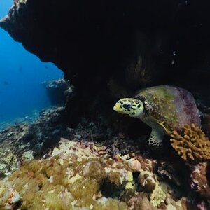 Turtle up close 1.jpg