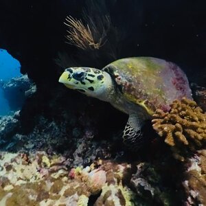 Turtle up close.jpg