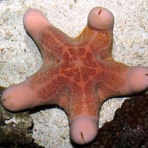 Happy starfish