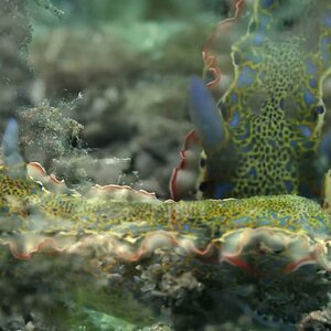 Gold-crowned Sea Goddess (Felimare acriba)