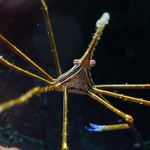 Arrow Crab (Stenorhynchus seticornis)