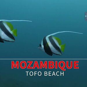 It takes Two Bannerfish - Mozambique