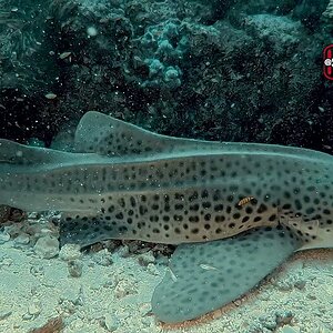 Leopard Shark Oman