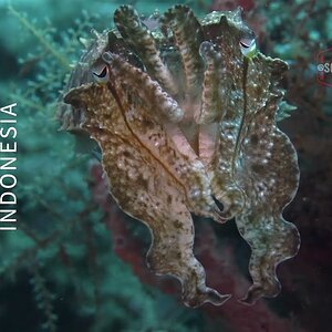 Stunning Cuttlefish Color Transformation | Indonesia