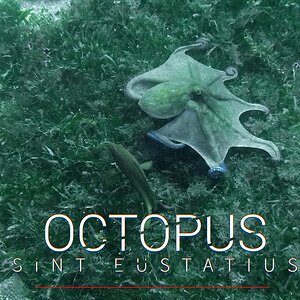 Seagrass Nomad: Octopus Discovers a Shipwreck Sanctuary