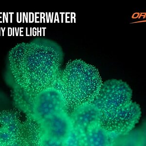 What Diving Lights We Need for Fluorencent Underwater Photography