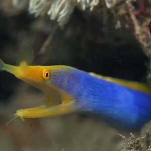 Blue Ribbon Eel - Pulau Siladen, Indonesia