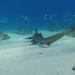 Davey Crocker / Davis Reef- Islamorada FL in 4K