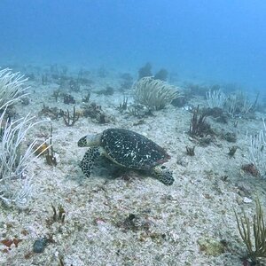 Media 'Sint Maarten 2024' in category 'Underwater Photos'