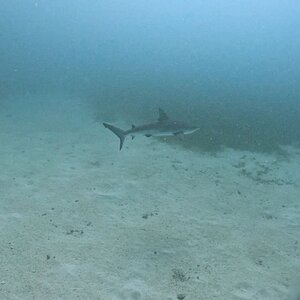 Media 'Sint Maarten 2024' in category 'Underwater Photos'