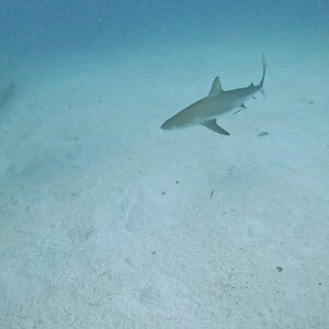 Media 'Sint Maarten 2024' in category 'Underwater Photos'