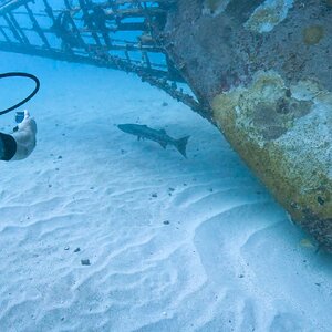 Media 'Sint Maarten 2024' in category 'Underwater Photos'