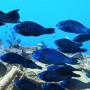 Midnight parrotfish (Scarus coelestinus)