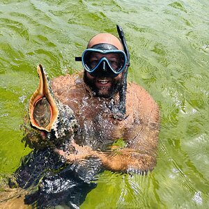 Media 'horse_conch_panama_city_beach_shelling.jpeg' in category 'Marine Animals'