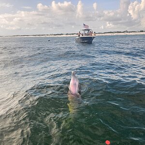 Media 'pcb_pink_dolphin_shell_island_tour.jpg' in category 'Marine Animals'